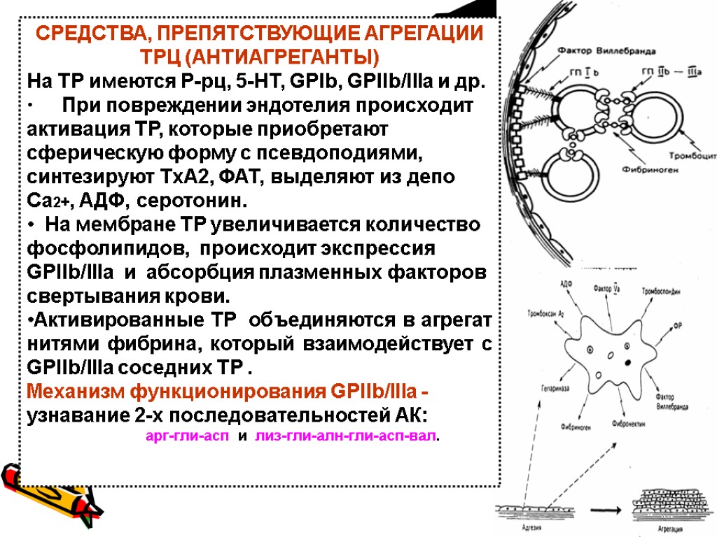 СРЕДСТВА, ПРЕПЯТСТВУЮЩИЕ АГРЕГАЦИИ ТРЦ (АНТИАГРЕГАНТЫ) На ТР имеются Р-рц, 5-НТ, GPIb, GPIIb/IIIa и др.